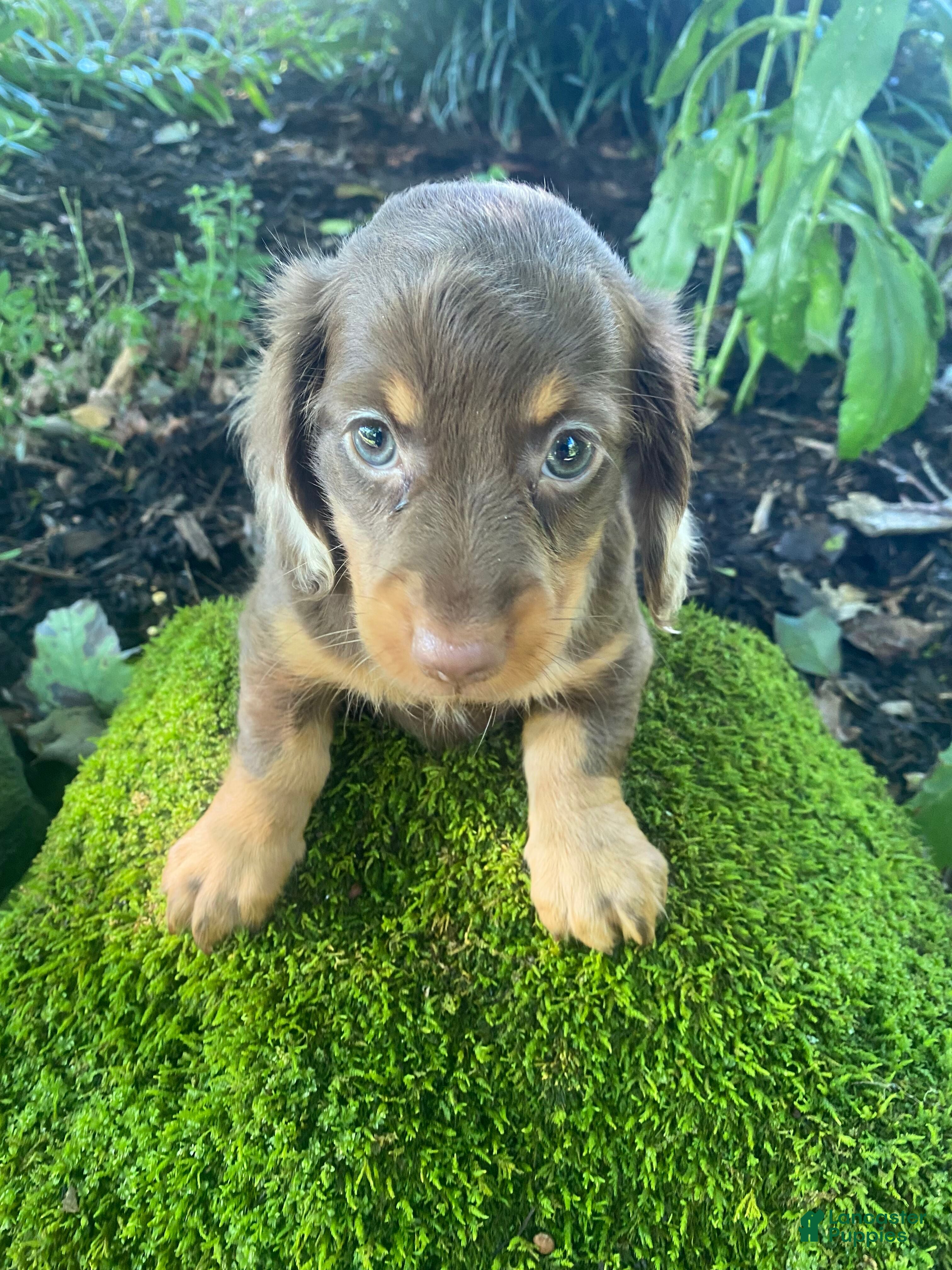 Miniature Dachshund dogs Nora - Ad 1