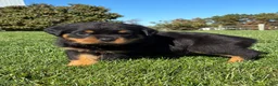 Rottweiler dogs for sale: Rocco - Ad 3