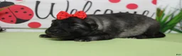 Keeshond dogs for sale: Louise  - Ad 4