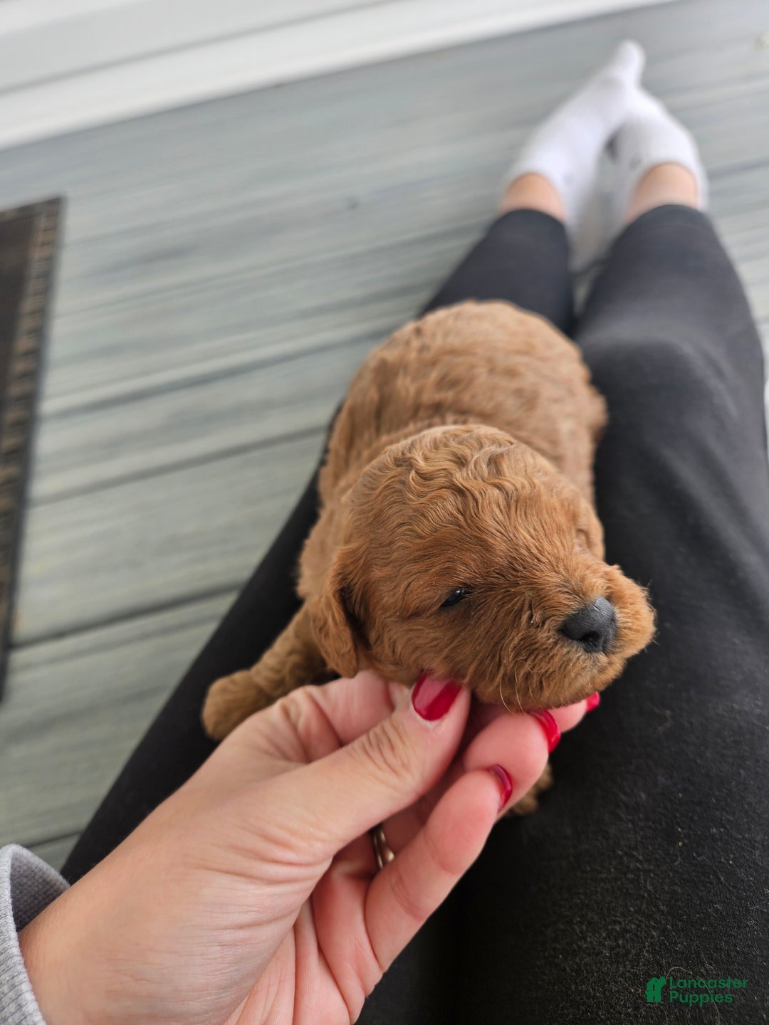 Cavapoo dogs for sale: Storm - Ad 5