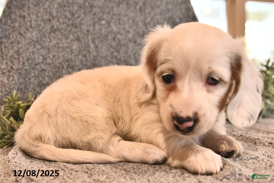 Miniature Dachshund dogs for sale: Ivy - Ad 2