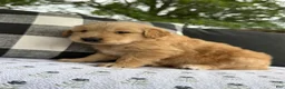 Golden Retriever dogs for sale: Fletcher - Ad 6
