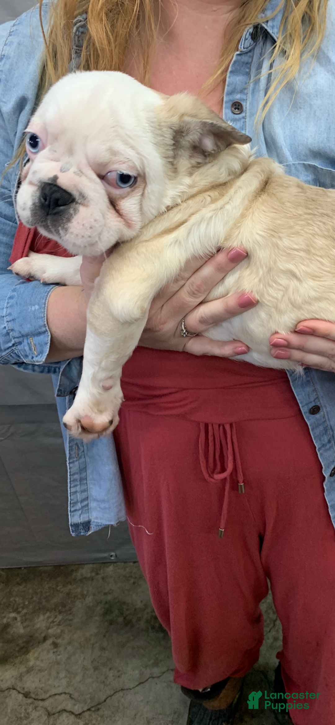 Frug dogs for sale: Fiona - Ad 3