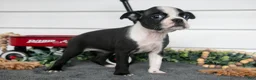 Boston Terrier dogs for sale: Marigold - Ad 3