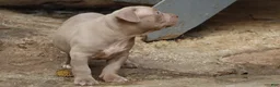 American Bully dogs for sale: Pheonix - Ad 9