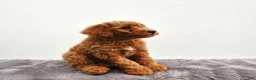 Mini Goldendoodle dogs for sale: Benny - Ad 5