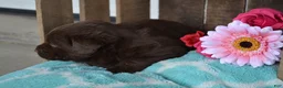 Labrador Retriever dogs for sale: Lizzie - Ad 3