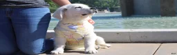 Golden Retriever dogs for sale: Chester - Ad 3