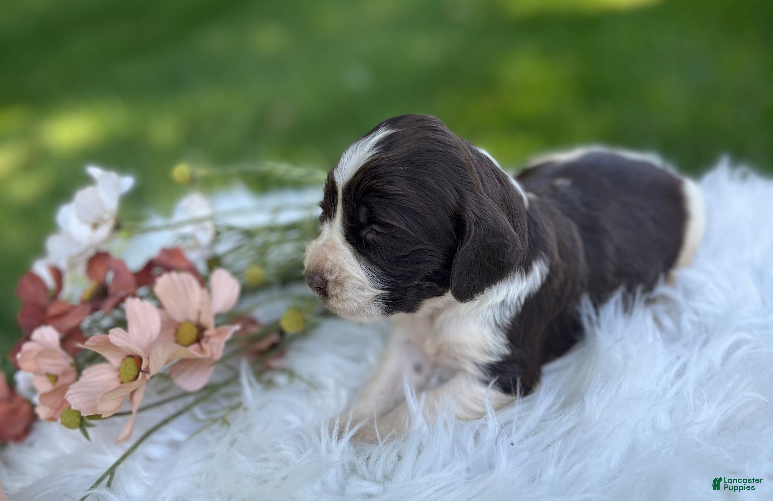 English Springer Spaniel dogs Dudley - Ad 2
