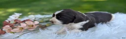English Springer Spaniel dogs for sale: Dudley - Ad 2
