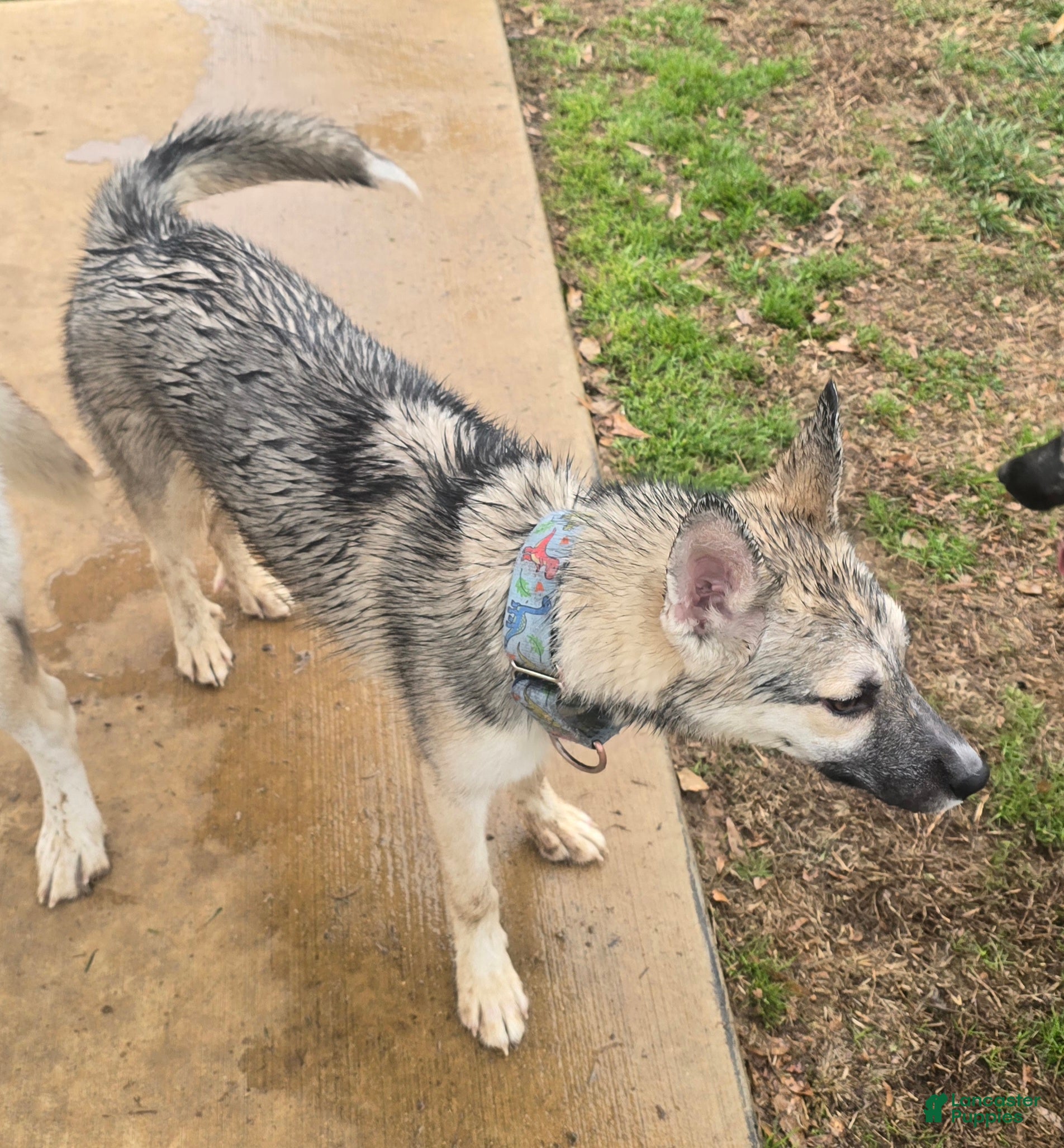 Gerberian Shepsky dogs Buddy - Ad 2