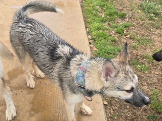 Gerberian Shepsky dogs Buddy - Ad 2