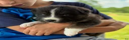 Australian Shepherd dogs for sale: Bronco - Ad 6