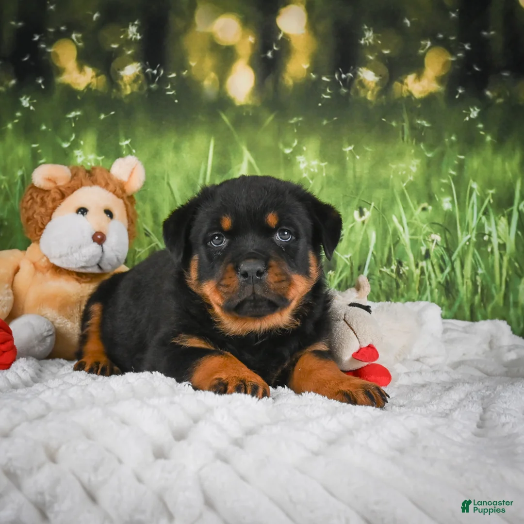 Rottweiler dogs for sale: Knox - Ad 2