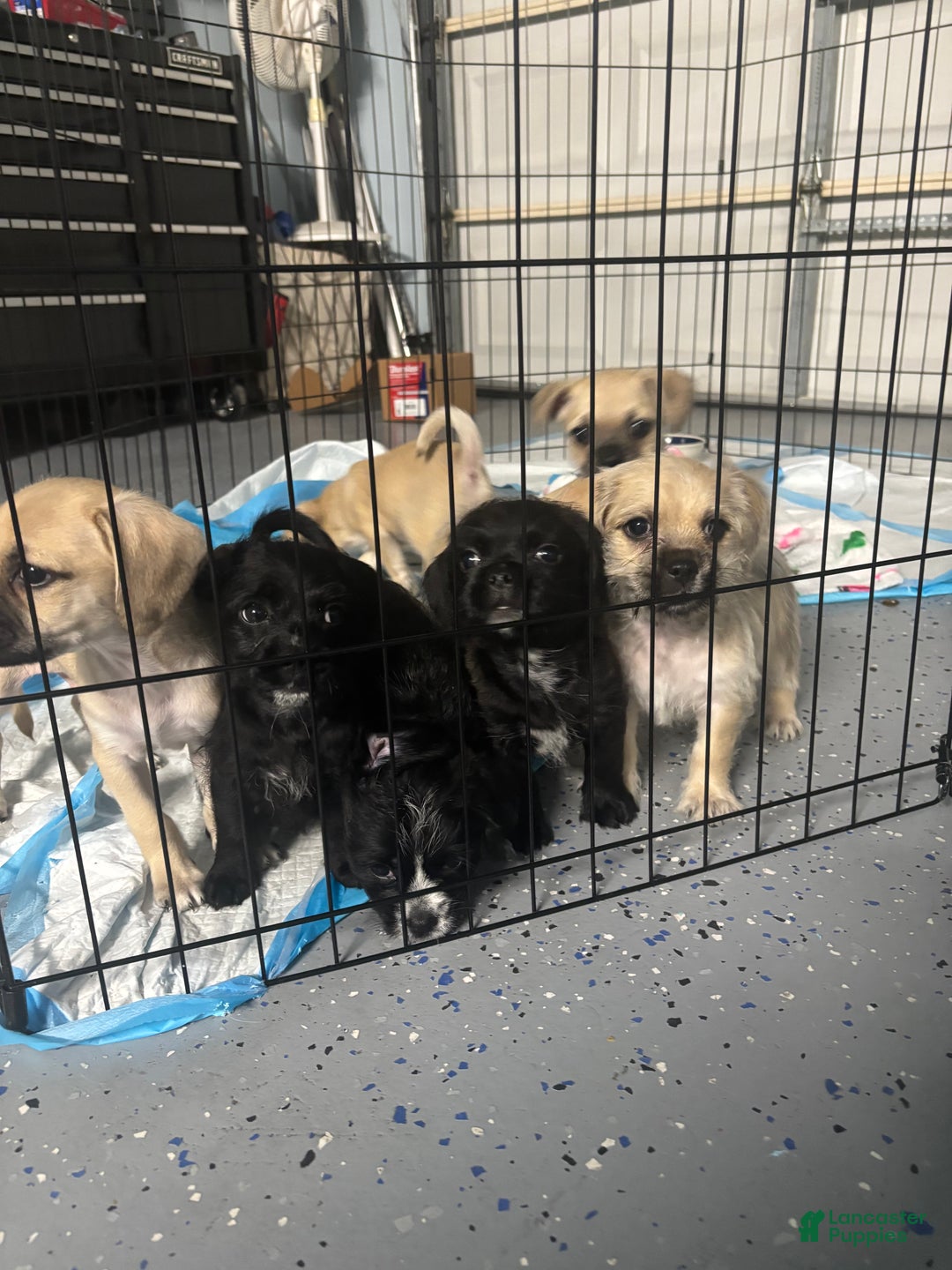 Mixed Breed dogs for sale: Butters - Ad 5