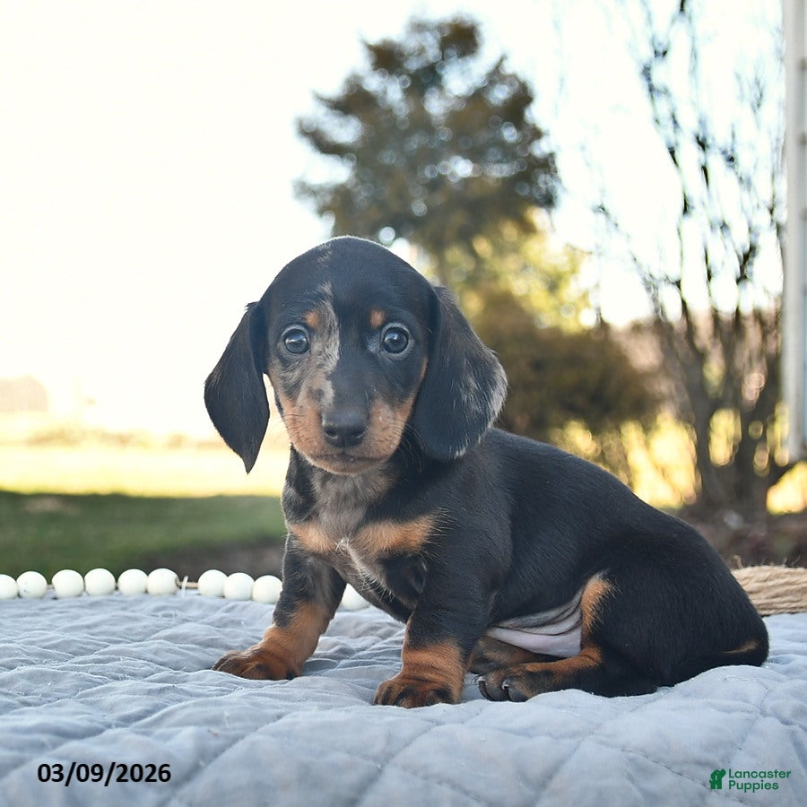Miniature Dachshund dogs Prancer  - Ad 2