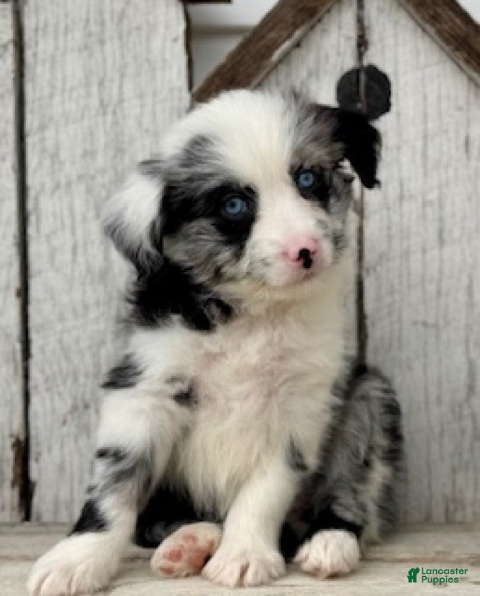 Mini Aussiedoodle dogs Sadie - Ad 2