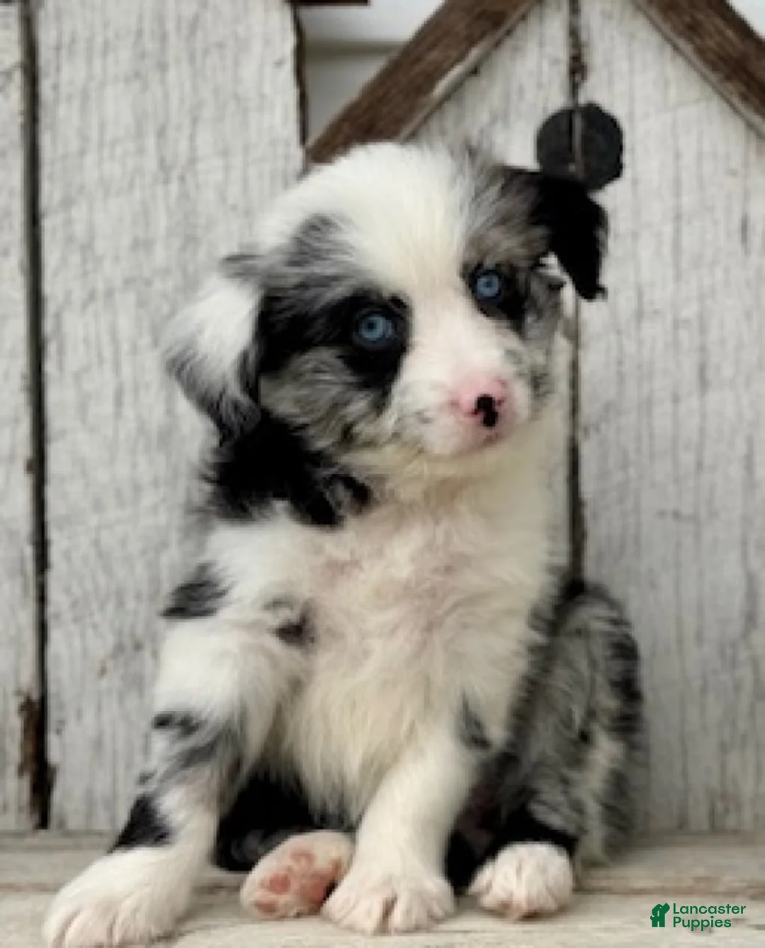 Mini Aussiedoodle dogs for sale: Sadie - Ad 2