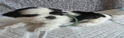Shih Tzu dogs for sale: Peppa - Ad 4