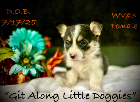 Welsh Corgi Pembroke dogs WV#3 - Ad 27