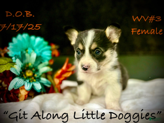 Welsh Corgi Pembroke dogs WV#3 - Ad 3