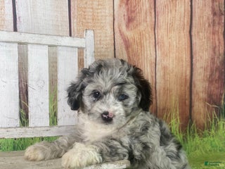 Mini Aussiedoodle dogs - Ad 6