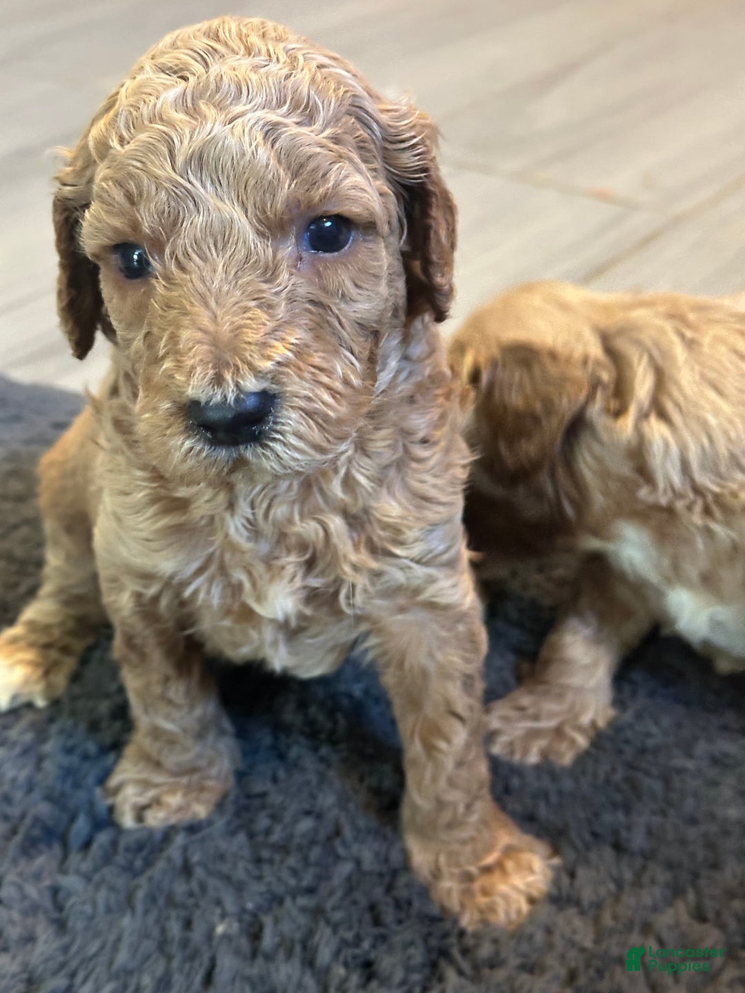Mini Goldendoodle dogs for sale: Mini Goldendoodle Puppy 2 - Ad 3