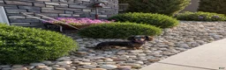 Miniature Dachshund dogs for sale: Josh - Ad 5