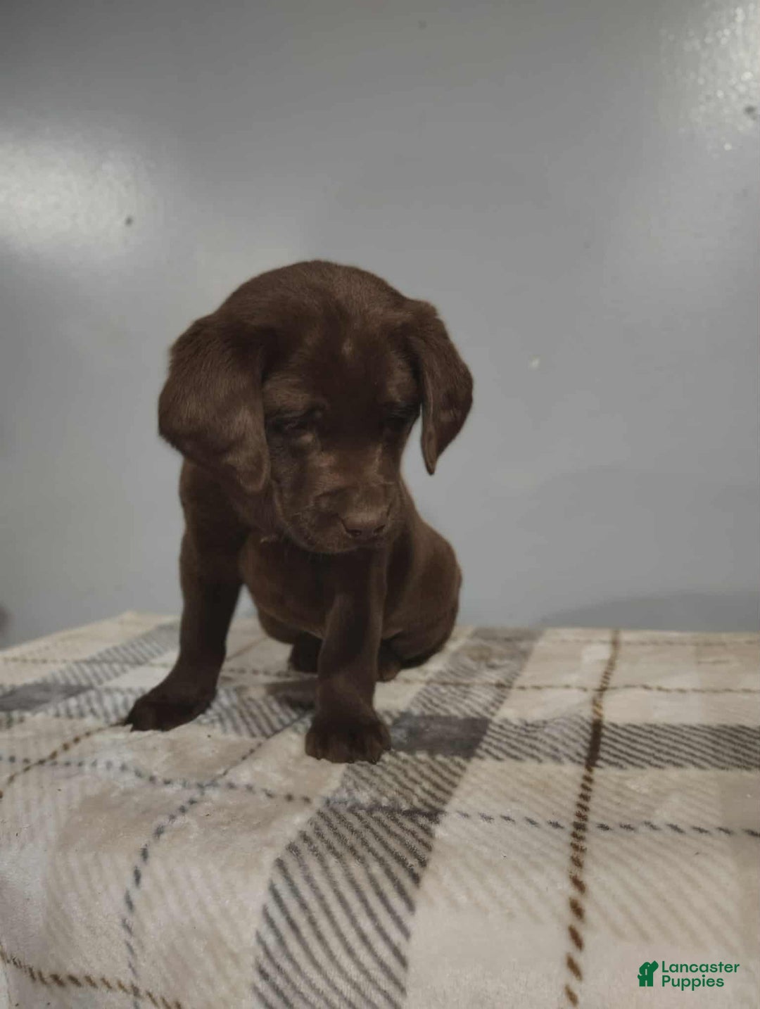 Labrador Retriever dogs for sale: Labrador Retriever Puppy 5 - Ad 1