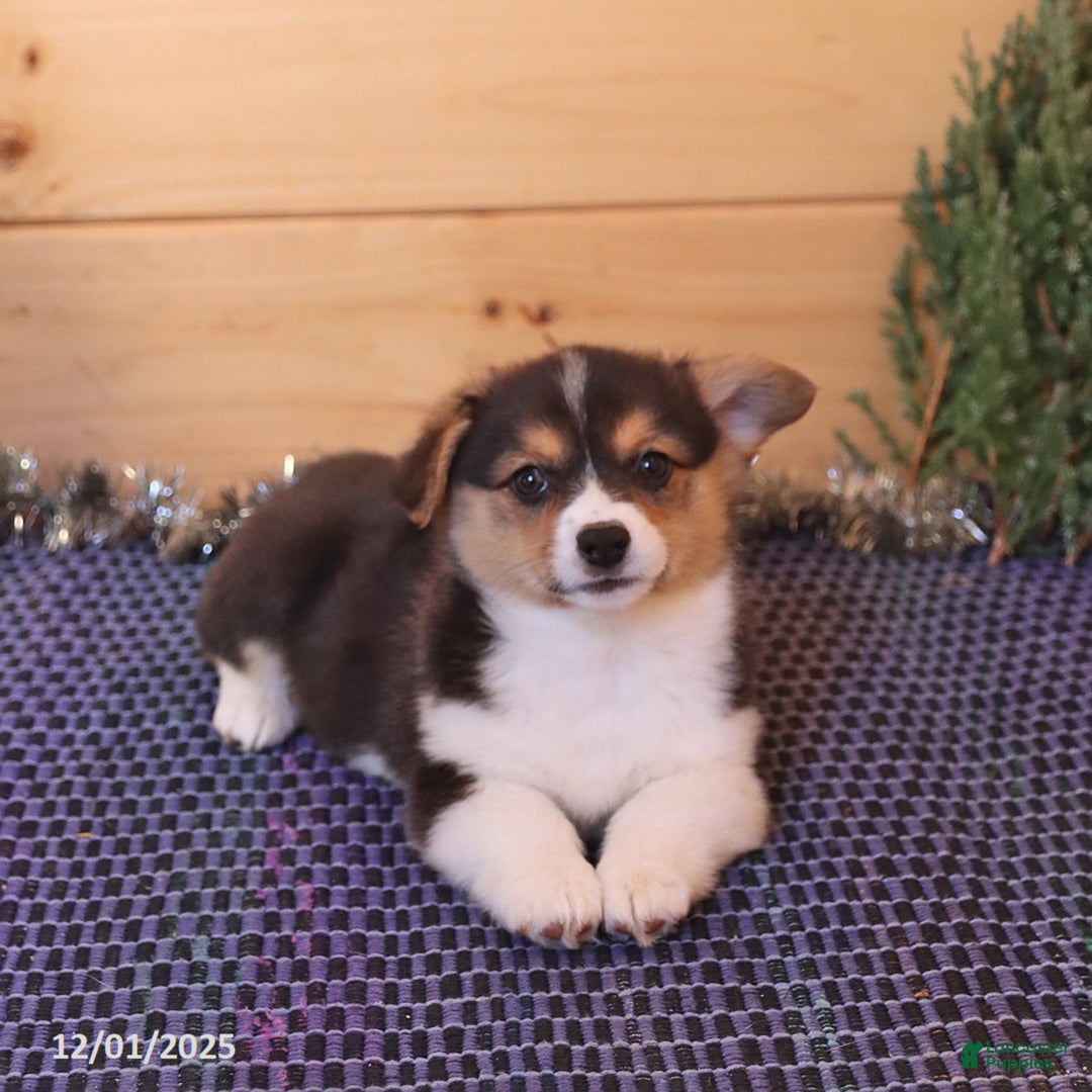 Welsh Corgi Pembroke dogs for sale: Hero - Ad 2