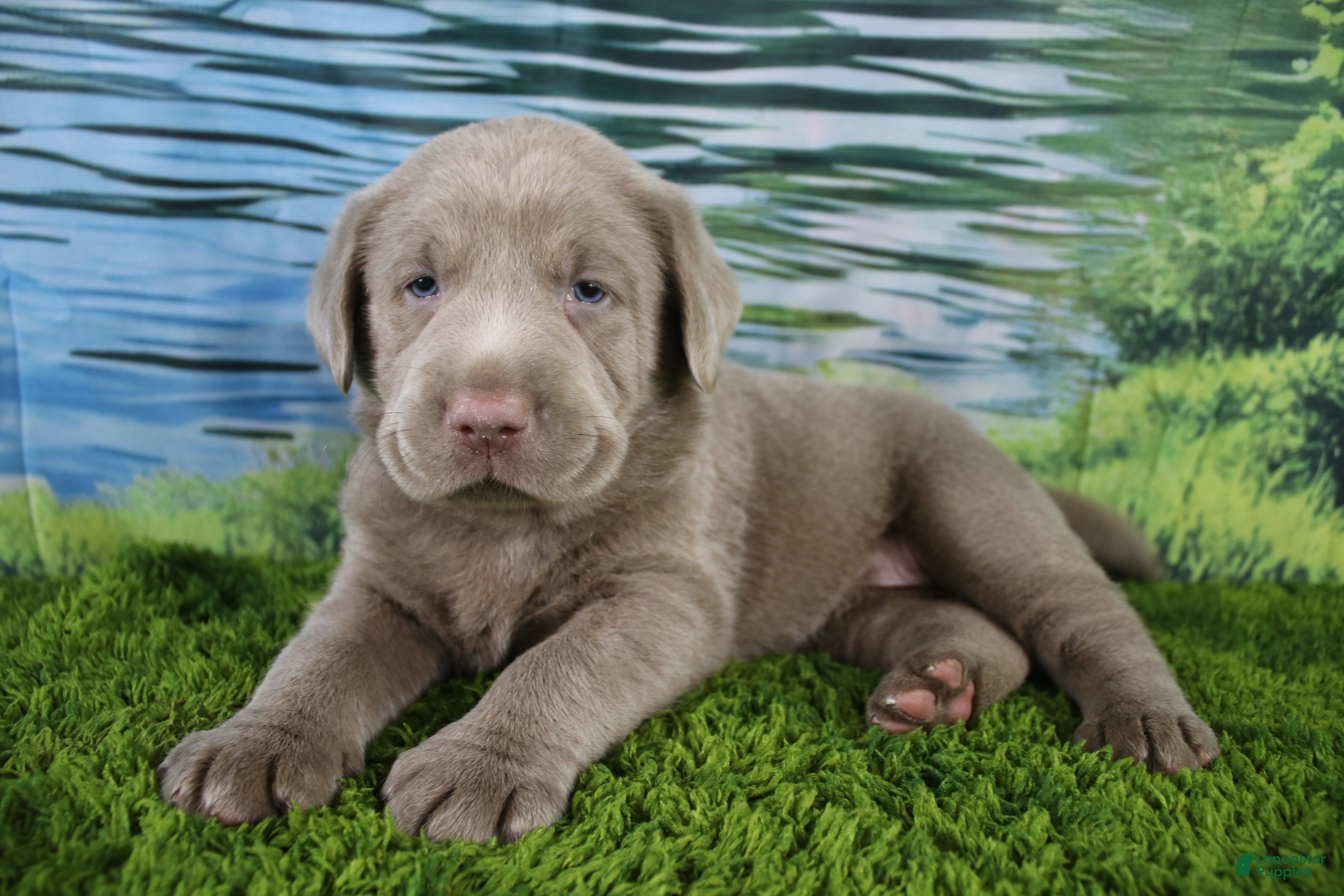 Labrador Retriever dogs Misty - Ad 35