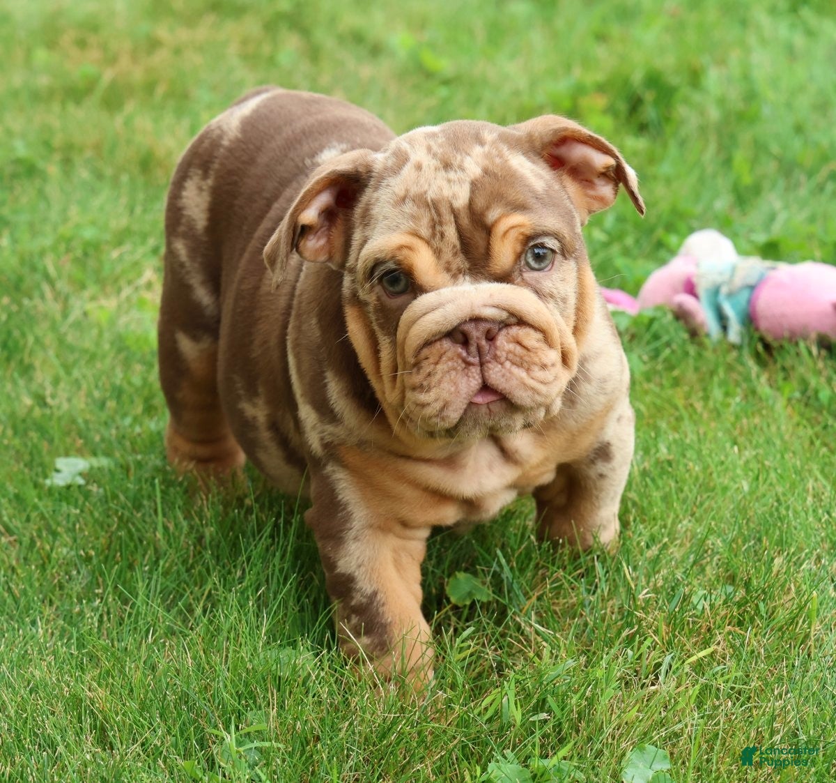 English Bulldog dogs Tinker - Ad 1