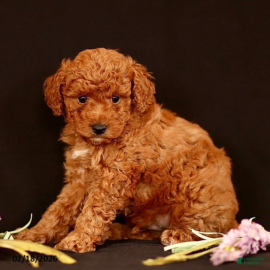 Miniature Poodle dogs Justin - Ad 2