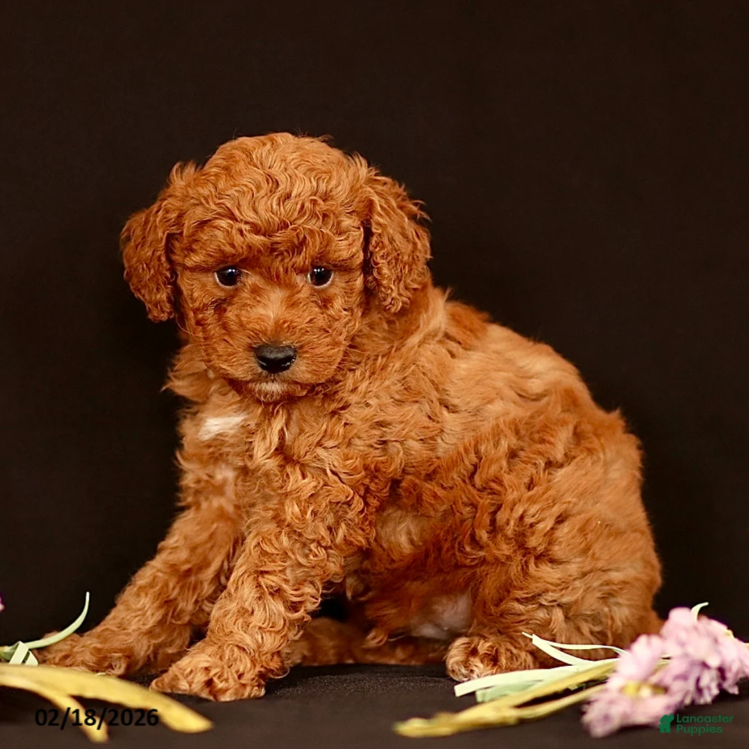Miniature Poodle dogs for sale: Justin - Ad 2