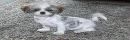 Shihpoo dogs for sale: Ripley - Ad 10