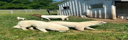 Great Pyrenees dogs for sale: Great Pyrenees 2 - Ad 6