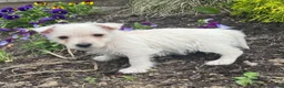 West Highland Terrier dogs for sale: Wiggles - Ad 2