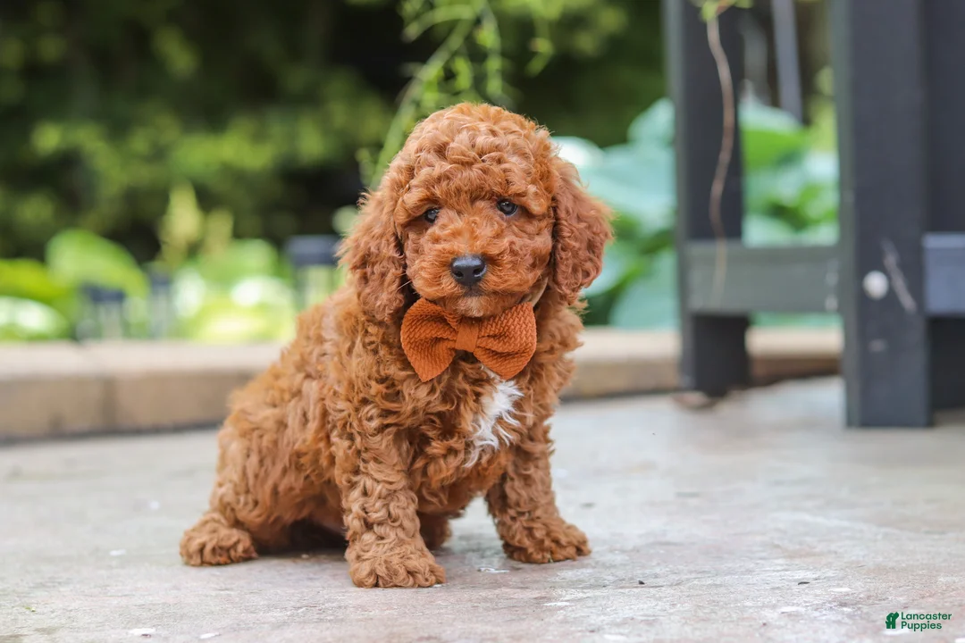 Miniature Poodle dogs for sale: Everest - Ad 1