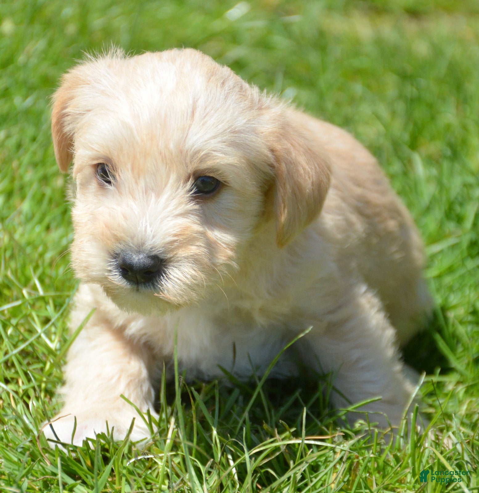 Miniature Schnauzer dogs Miniature Schnauzer Micky - Ad 5
