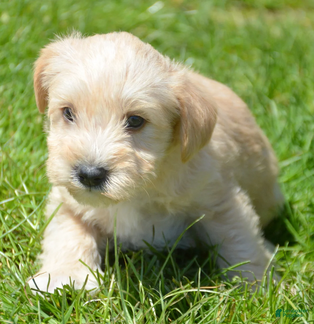 Miniature Schnauzer dogs for sale: Miniature Schnauzer Micky - Ad 2