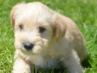 Miniature Schnauzer dogs Miniature Schnauzer Micky - Ad 5
