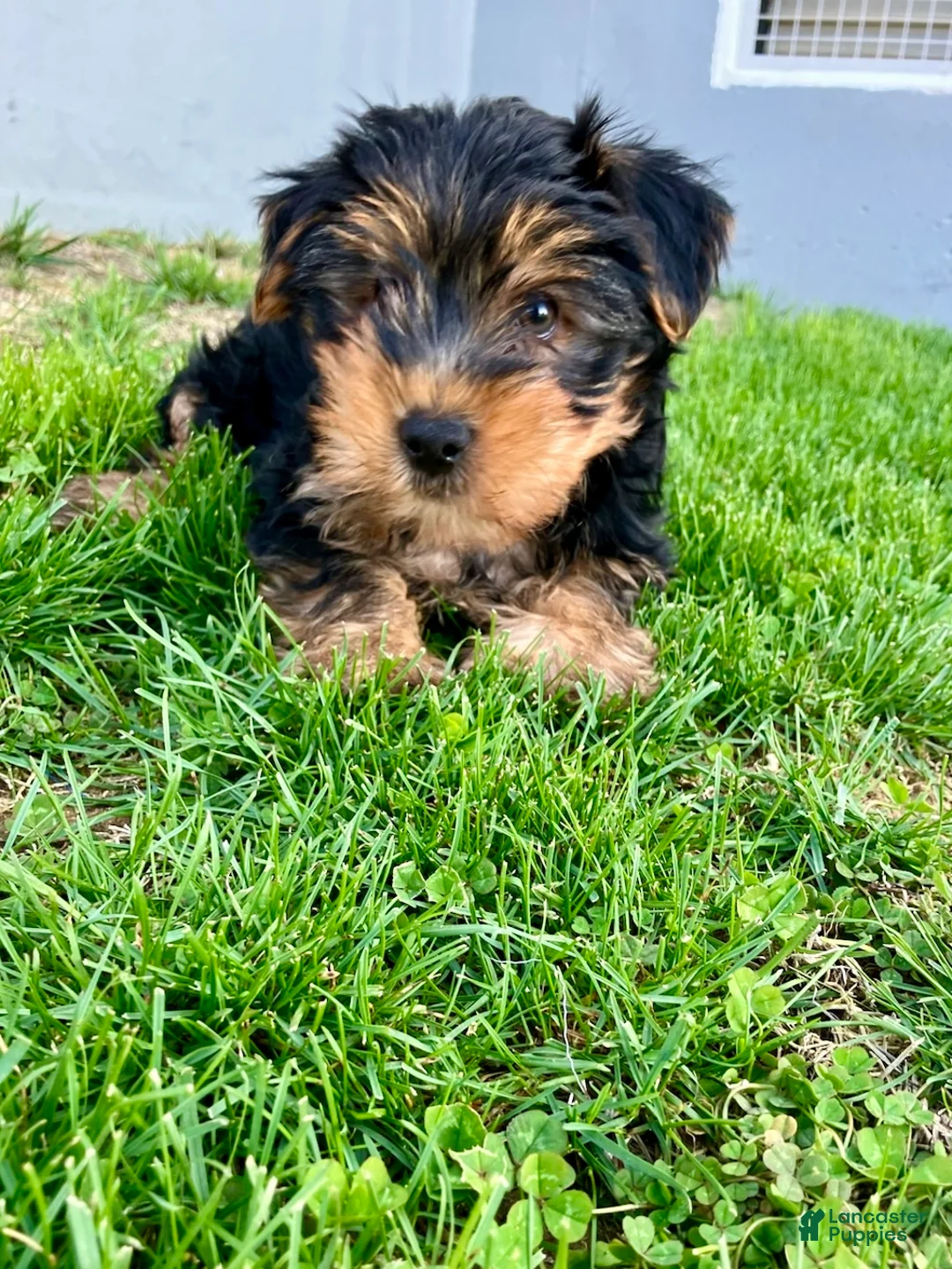 Yorkshire Terrier dogs for sale: Farley - Ad 3