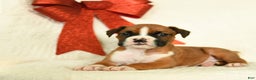 Boxer dogs for sale: Snowcap - Ad 3