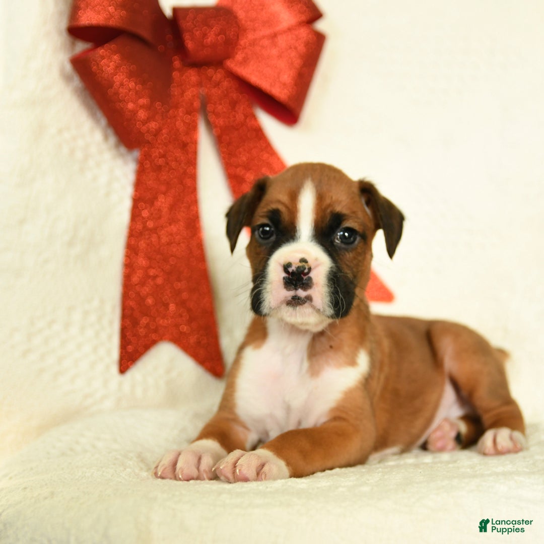 Boxer dogs for sale: Snowcap - Ad 3