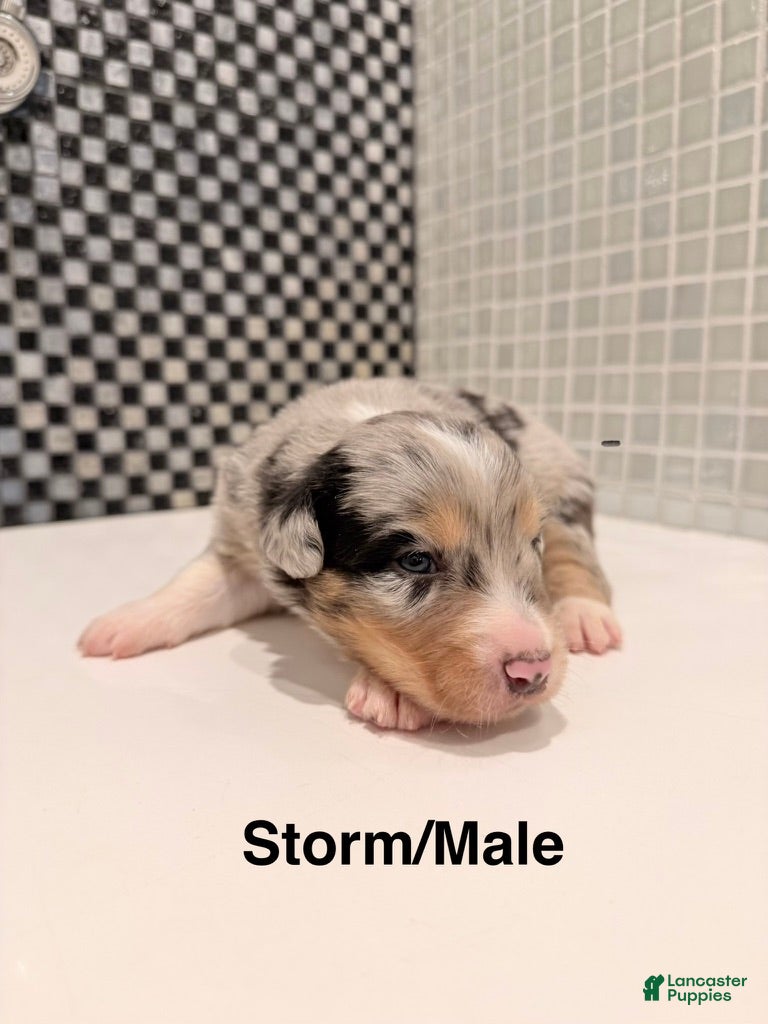 Australian Shepherd dogs Storm - Ad 11