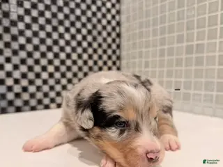 Australian Shepherd dogs Storm - Ad 11