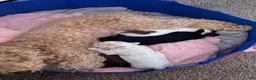 Mixed Breed dogs for sale: Mixed Breed 3 - Ad 4