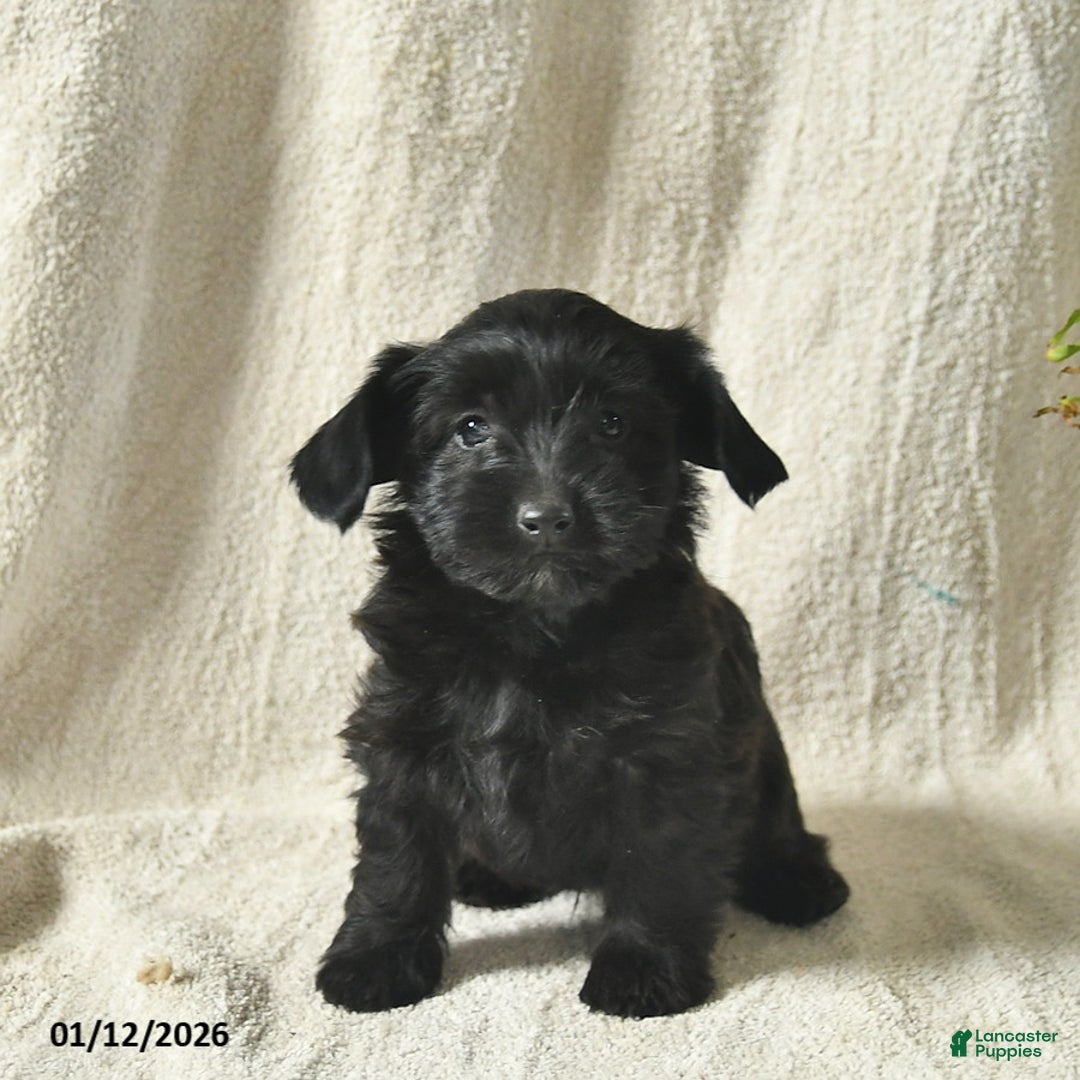 Mixed Breed dogs for sale: Wonka  - Ad 3