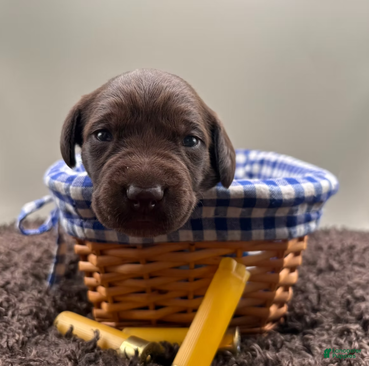 German Shorthaired Pointer dogs for sale: Colt - Ad 1