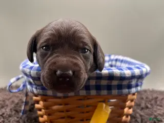 German Shorthaired Pointer dogs for sale: Colt - Ad 1